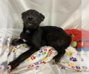 German Shepherd Dog-Unknown Mix Dogs for adoption in Modesto, CA, USA