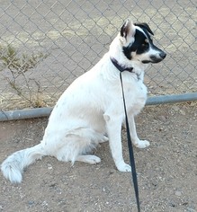 Border Collie Dogs for adoption in Surprise , AZ, USA