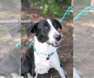 Border Collie-English Foxhound Mix Dogs for adoption in El Cajon, CA, USA