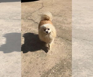 Pomeranian Dogs for adoption in Harrison, AR, USA