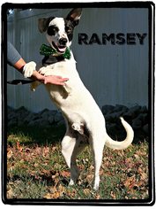 Labrador Retriever-Unknown Mix Dogs for adoption in Marion, KY, USA