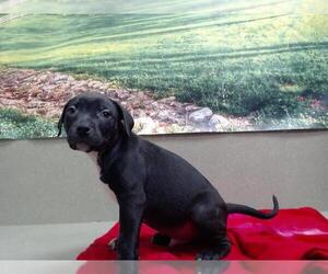 American Pit Bull Terrier-Unknown Mix Dogs for adoption in Moreno Valley, CA, USA