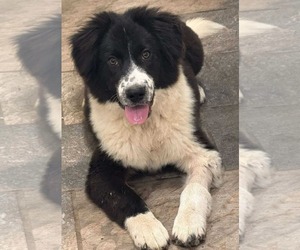 Border Collie-Unknown Mix Dogs for adoption in Germantown, OH, USA