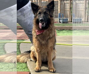 German Shepherd Dog Dogs for adoption in Leavenworth, KS, USA