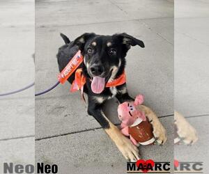 German Shepherd Dog-Unknown Mix Dogs for adoption in Maryville, TN, USA