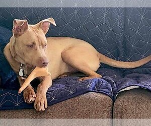 American Pit Bull Terrier-Unknown Mix Dogs for adoption in Mount Airy, NC, USA
