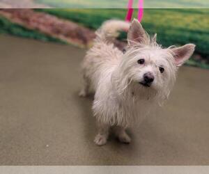 Mutt Dogs for adoption in Moreno Valley, CA, USA