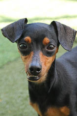 Dachshund Dogs for adoption in Miami, FL, USA
