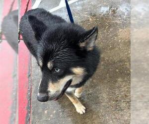 Siberian Husky-Unknown Mix Dogs for adoption in Houston, TX, USA