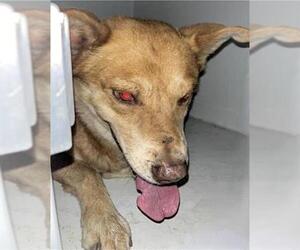 Siberian Husky-Unknown Mix Dogs for adoption in Houston, TX, USA