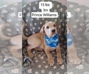 Labrador Retriever-Unknown Mix Dogs for adoption in Cliffwood, NJ, USA
