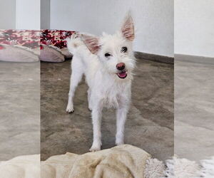 Mutt Dogs for adoption in Agoura Hills, CA, USA