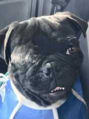 Pug Dogs for adoption in Sylmar, CA, USA