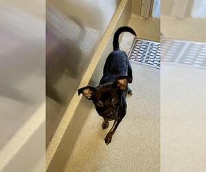 Chihuahua Dogs for adoption in San Martin, CA, USA