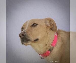 American Staffordshire Terrier-German Shepherd Dog Mix Dogs for adoption in Woodinville, WA, USA