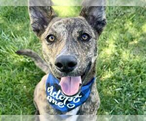 Dutch Shepherd -Unknown Mix Dogs for adoption in Pueblo, CO, USA