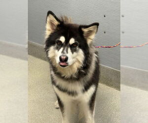 Alaskan Malamute-Unknown Mix Dogs for adoption in Las Vegas, NV, USA