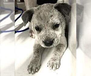 Medium Photo #1 Mutt Puppy For Sale in Houston, TX, USA