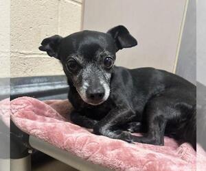 Chihuahua Dogs for adoption in Martinez, CA, USA