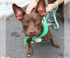 Basset Hound-Unknown Mix Dogs for adoption in Washington, DC, USA