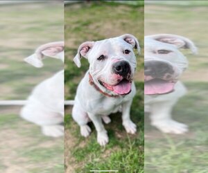 American Bulldog Dogs for adoption in Spring Lake, NJ, USA