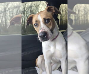 Mutt Dogs for adoption in Boston, MA, USA