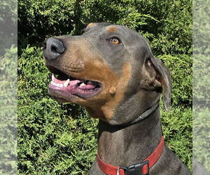 Doberman Pinscher Dogs for adoption in Albuquerque, NM, USA