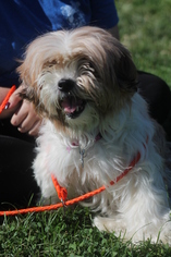 Shih Tzu-Unknown Mix Dogs for adoption in Uwchland, PA, USA