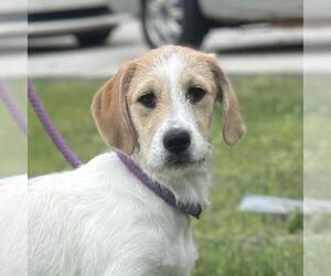 Parson Russell Terrier-Retriever Mix Dogs for adoption in Yardley, PA, USA