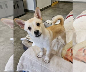 Pembroke Welsh Corgi-Shiba Inu Mix Dogs for adoption in Agoura Hills, CA, USA