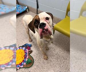 American Bulldog-Unknown Mix Dogs for adoption in Brighton, CO, USA