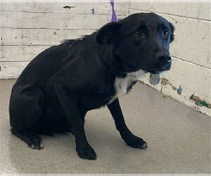 Border Collie Dogs for adoption in San Bernardino, CA, USA