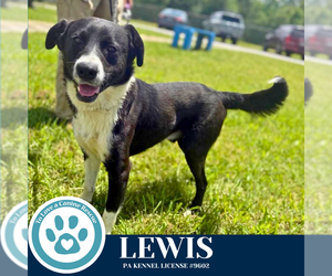 Border Collie-Unknown Mix Dogs for adoption in Kimberton, PA, USA