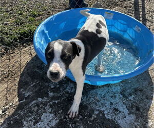 Bullboxer Pit Dogs for adoption in Corning, AR, USA