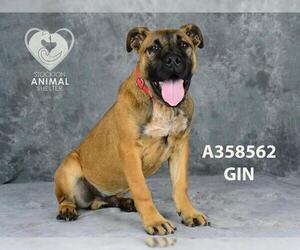 Mastiff-Unknown Mix Dogs for adoption in Stockton, CA, USA