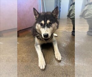 Siberian Husky Dogs for adoption in Sacramento, CA, USA