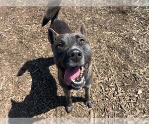 Dutch Shepherd -Unknown Mix Dogs for adoption in McKinleyville, CA, USA