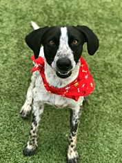 Pointer Dogs for adoption in Bryan, TX, USA