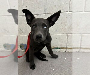 German Shepherd Dog Dogs for adoption in San Bernardino, CA, USA