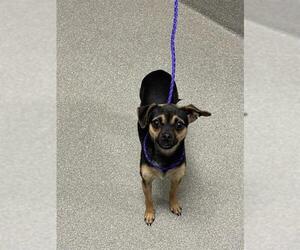 Chihuahua-Unknown Mix Dogs for adoption in Las Vegas, NV, USA