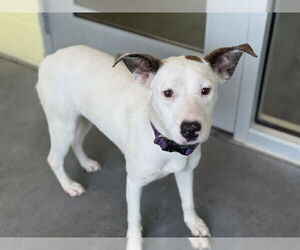 Labrador Retriever-Unknown Mix Dogs for adoption in Tavares, FL, USA