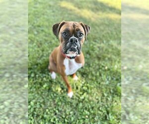 Boxer Dogs for adoption in New Albany, OH, USA