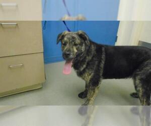 Mastador Dogs for adoption in Pueblo, CO, USA