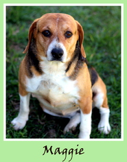 Beagle-Unknown Mix Dogs for adoption in Sullivan, IN, USA