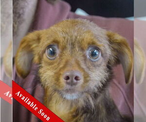 Chihuahua-Unknown Mix Dogs for adoption in Huntley, IL, USA