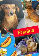 Dachshund Dogs for adoption in Fenton, MO, USA