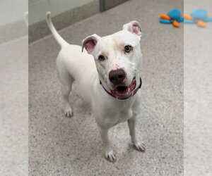 Mutt Dogs for adoption in Brighton, CO, USA