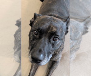 American Staffordshire Terrier-Labrador Retriever Mix Dogs for adoption in Decatur, GA, USA