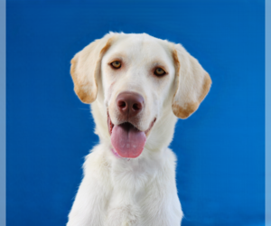 Retriever -Unknown Mix Dogs for adoption in Pasadena, CA, USA
