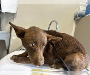 German Shepherd Dog-Unknown Mix Dogs for adoption in Visalia, CA, USA